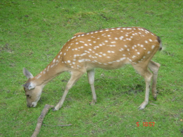 ZOO Ostrava