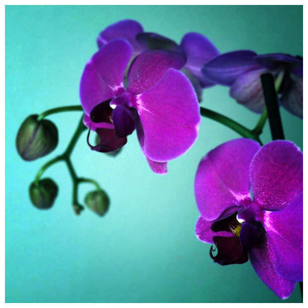 orchidea