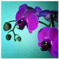 orchidea