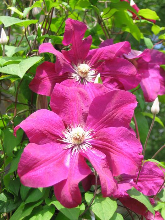 Clematis