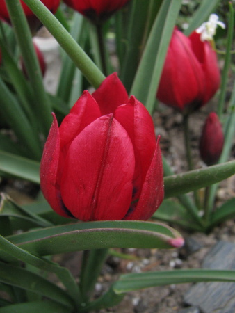 Tulipa pulchella Liliput