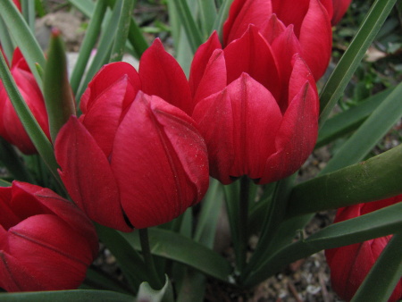 Tulipa pulchella Liliput