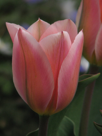 Tulipa fosteriana Albert Heijn