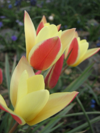 Tulipa clusiana Tinca