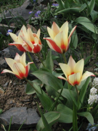 Tulipa clusiana Tinca