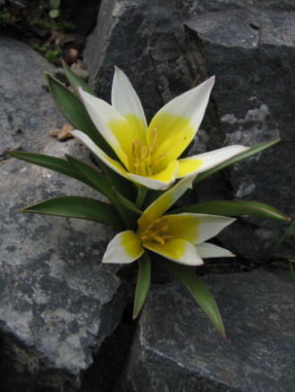 Tulipa tarda