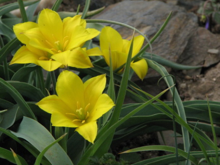 Tulipa kolpakowskiana