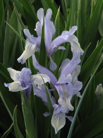 Iris