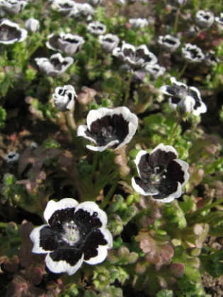 Nemophila menziesii Penny Black - Luhomlek