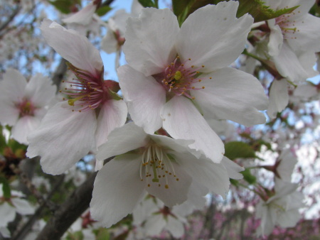 Sakura nebo nco podobnho