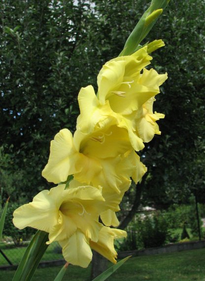 Gladiol