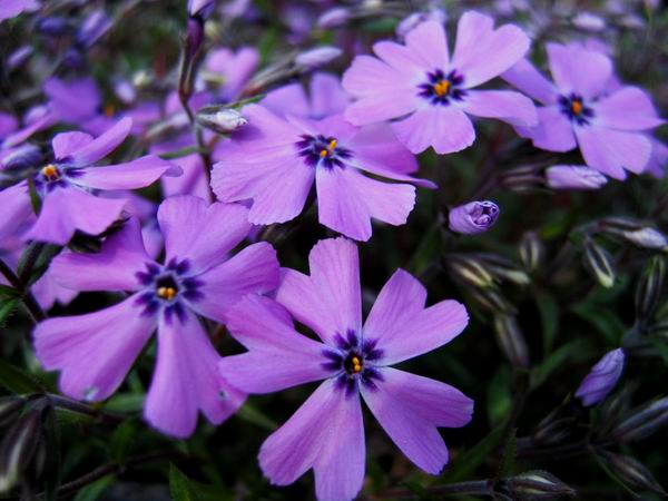 Phlox