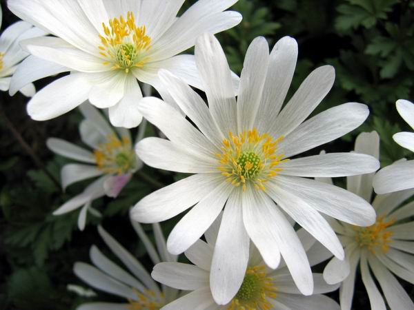 Anemone blanda