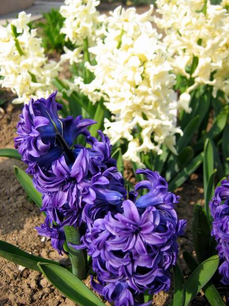 Hyacinty