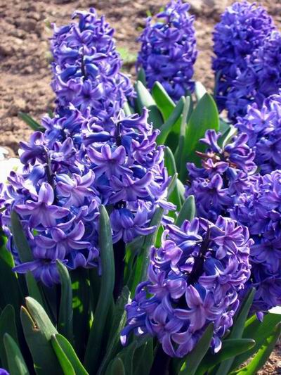 Modr hyacinty