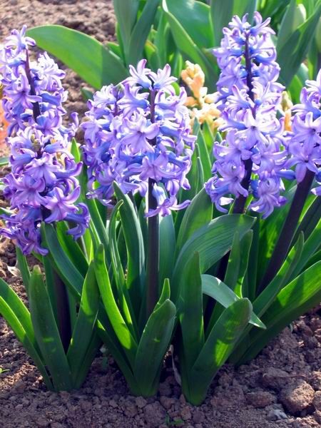 Svtle modr hyacinty