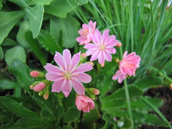 Lewisia