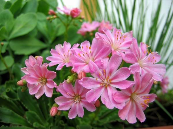 Lewisia podruh