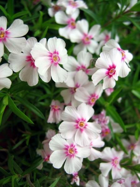 Plamenka - Phlox