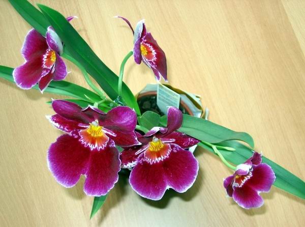 Orchidej Romankou pstovan