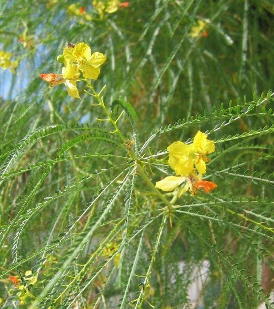 Parkinsonia