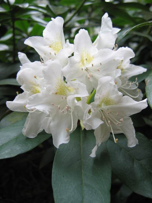 Rododendron bl