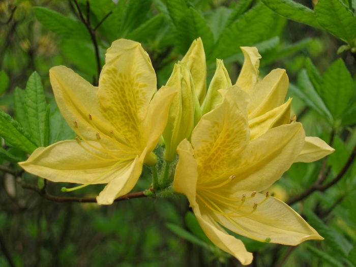 Rododendron lut