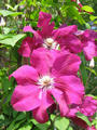 Clematis