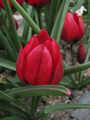 Tulipa pulchella Liliput