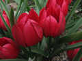 Tulipa pulchella Liliput