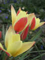 Tulipa clusiana Tinca