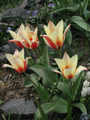 Tulipa clusiana Tinca