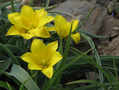 Tulipa kolpakowskiana