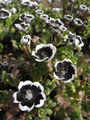 Nemophila menziesii Penny Black - Luhomlek