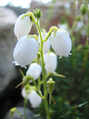 Erica - detail