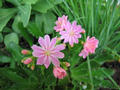 Lewisia