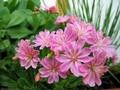 Lewisia podruh