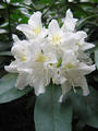 Rododendron bl